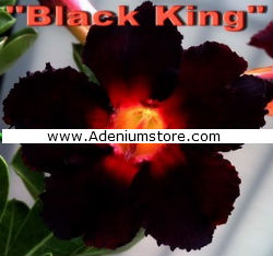 Adenium Obesum \'Black King\' 5 Seeds